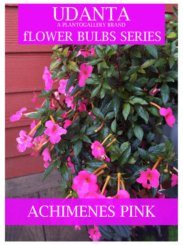 Plantogallery  I Achimenes Pink Colour Hanging Flower Bulbs Pack Of 10