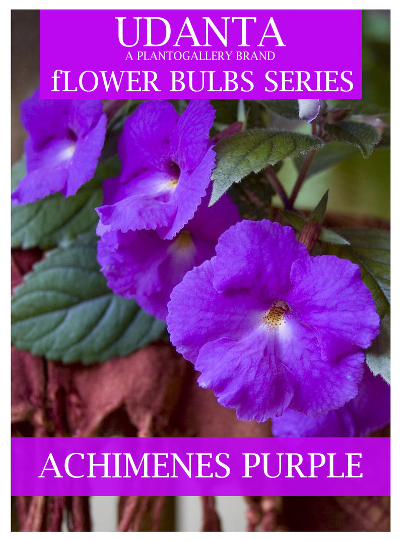 Plantogallery  I Achimenes Purple Colour Hanging Flower Bulbs Pack Of 10