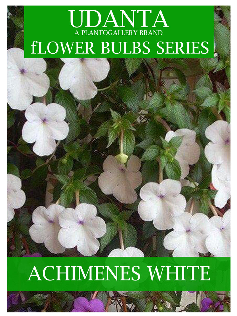 Plantogallery  I Achimenes White Colour Hanging Flower Bulbs Pack Of 10
