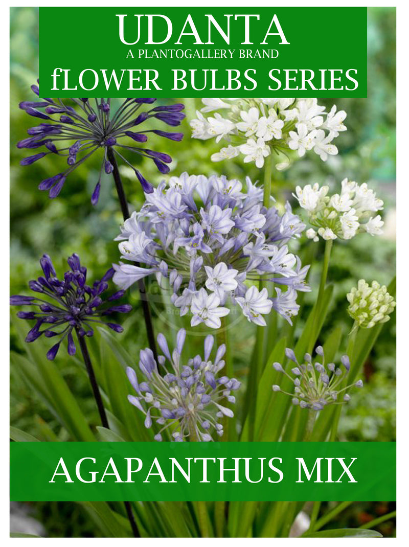 Plantogallery Nile lily (Agapanthus lily) Flower Bulbs Mix Colour Pack of 20