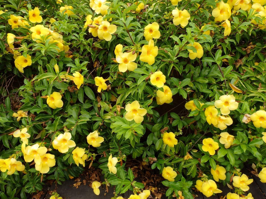 allamanda-yellow-flower-plant
