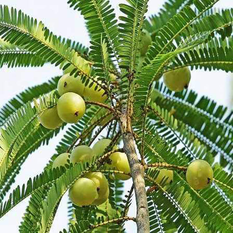 amla-tree-udanta