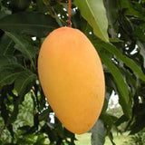 amrapali-mango-fruit-plant