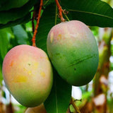 amrapai-fruit-plant-tree