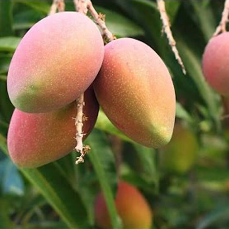 amarpali-mango-tree