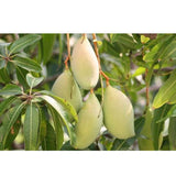 amrapali-mango-tree