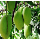 amrapali-mango-tree-fruit