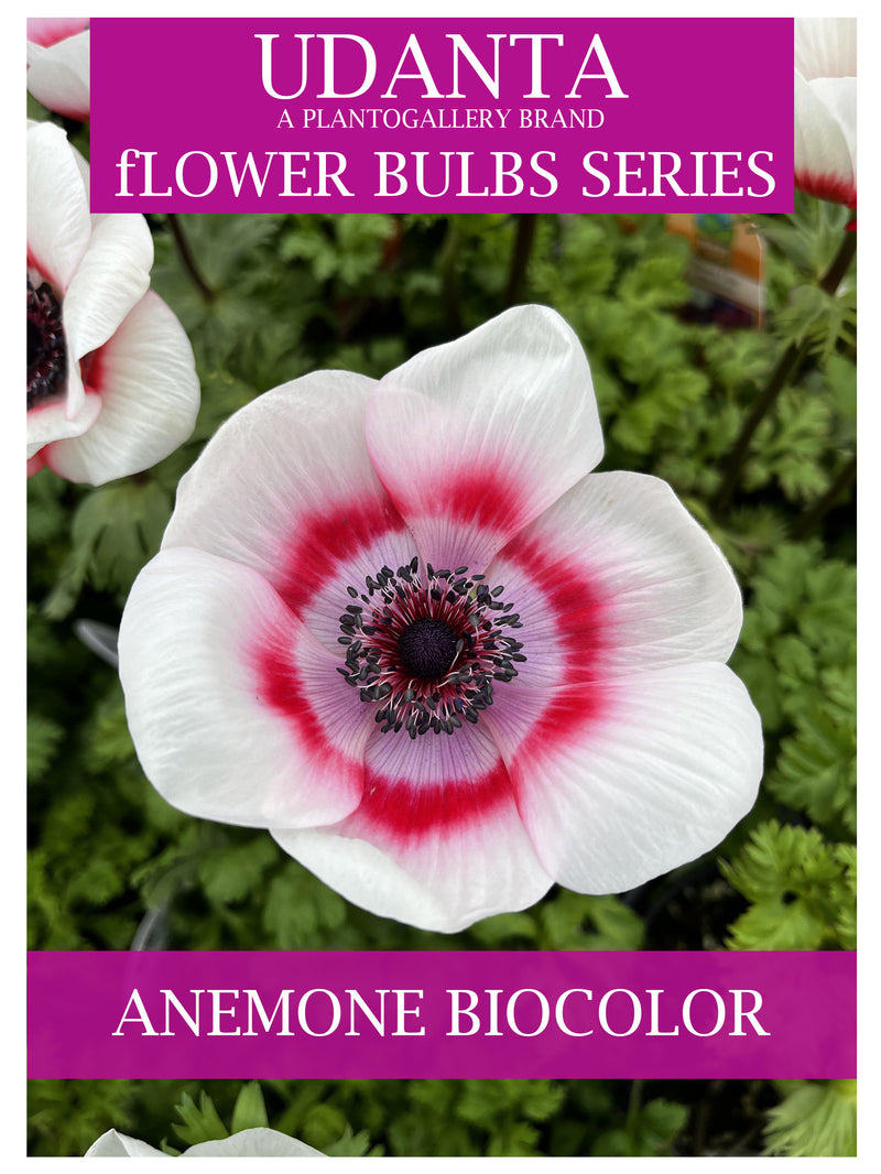 Plantogallery I Anemone Imported Bio Color Flower Bulbs Pack Of 5