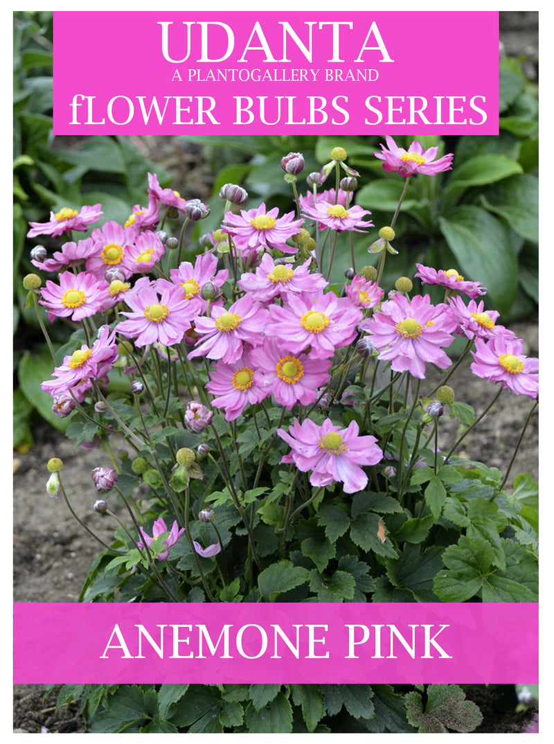 Plantogallery  Anemone Imported Pink Color Flower Bulbs Pack Of 5