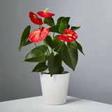 anthurium-red-plant-udanta