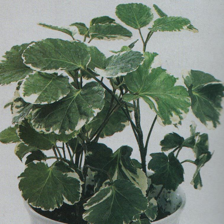 aralia-big-leave-plant
