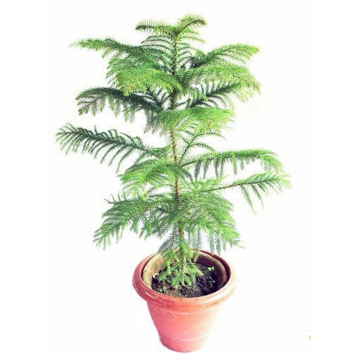 araucaria-christmas-plant