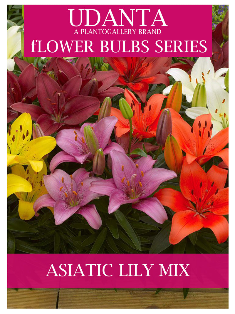 Plantogallery I Asiatic Lily Imported Flower Bulbs Pack Of -15 Mixed Colour