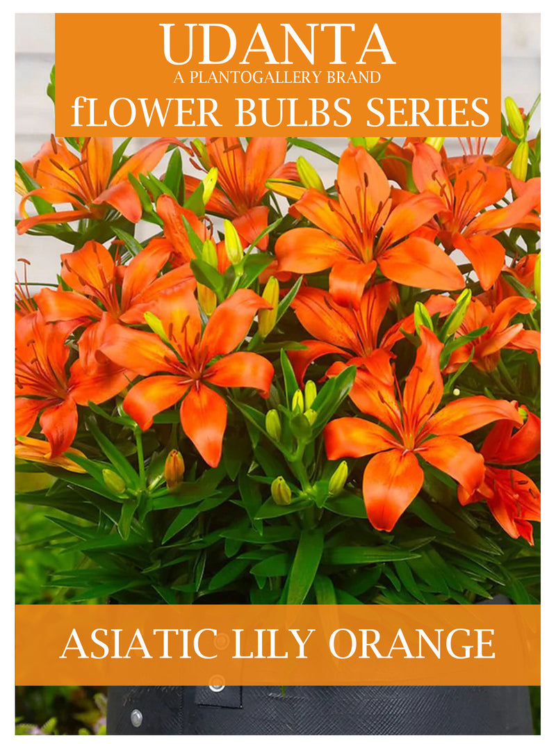 Plantogallery I Asiatic Lily Imported Flower Bulbs Pack Of -15 Orange Colour