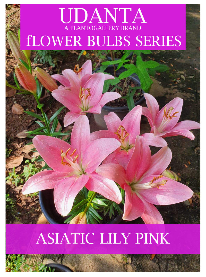Plantogallery  I Asiatic Lily Imported Flower Bulbs Pack Of -15 Pink Colour