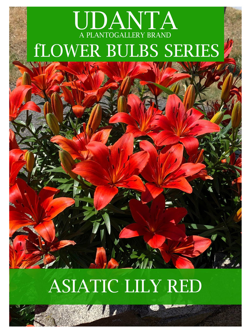 Plantogallery  I Asiatic Lily Imported Flower Bulbs Pack Of -15 Red Colour