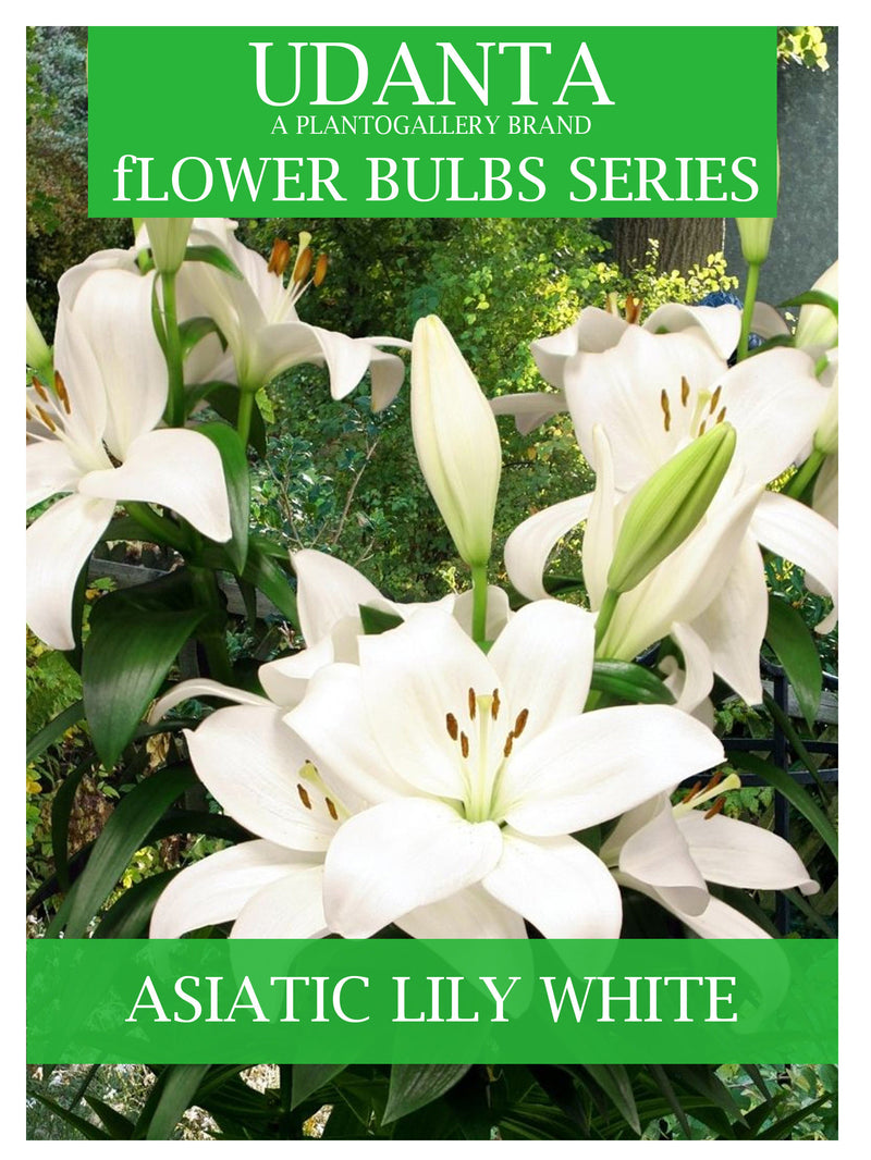 Plantogallery I Asiatic Lily Imported Flower Bulbs Pack Of -15 White Colour