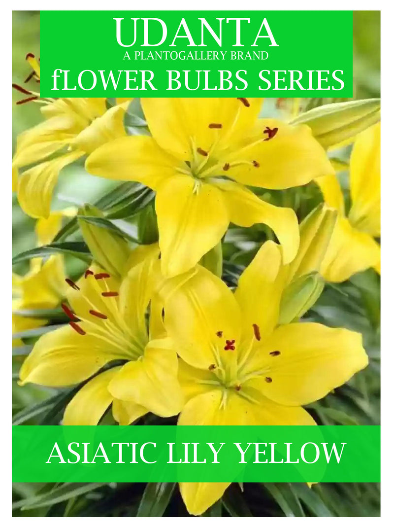 Plantogallery  Asiatic Lily Imported Flower Bulbs Pack Of -15 Yellow Colour