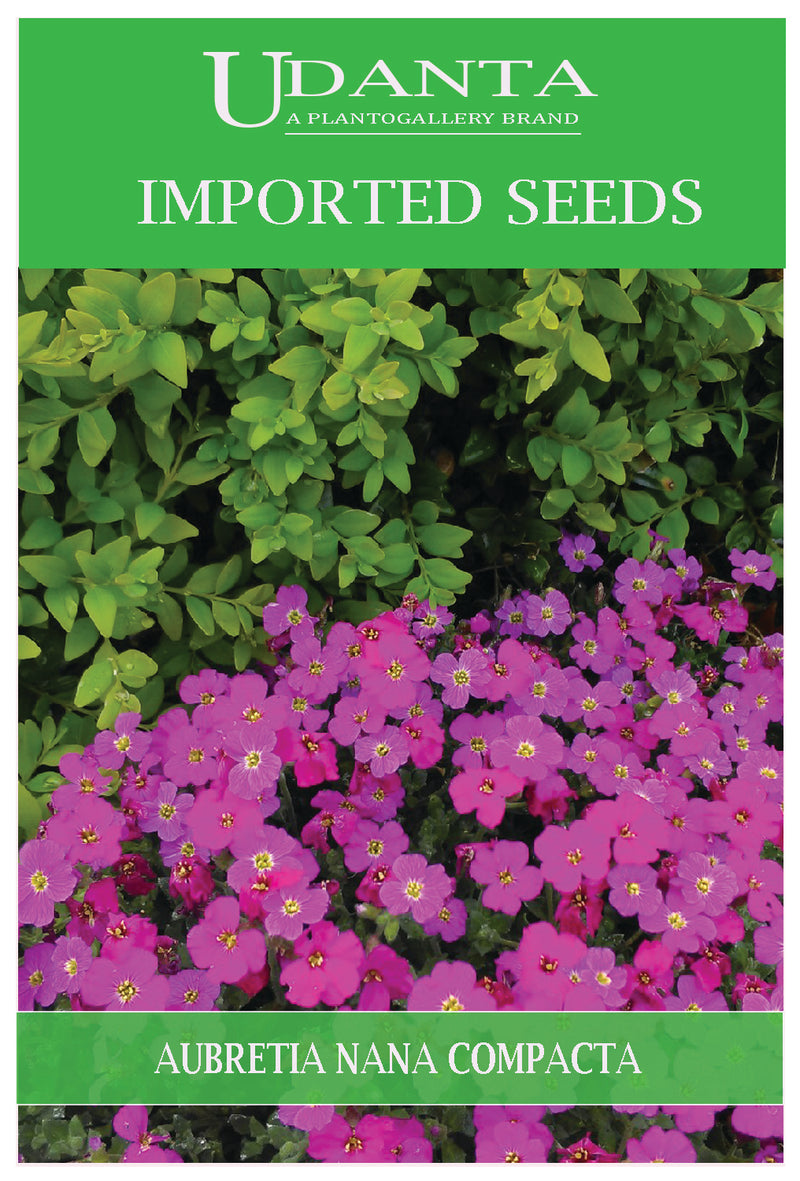Udanta Imported Flower Seeds - Aubretia Nan Compatta For Beautiful Gardening - Qty 1Gm (Pink)