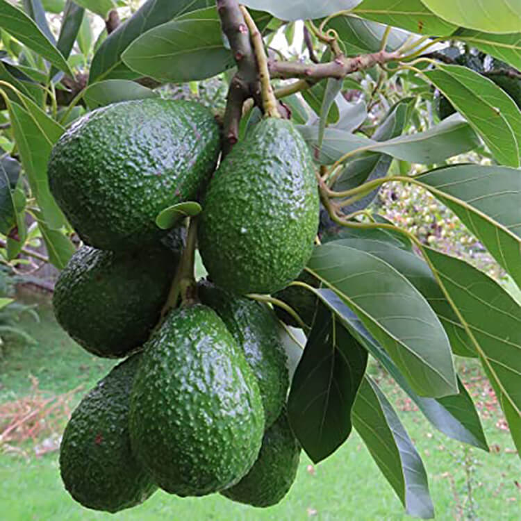 Avocadofruittree