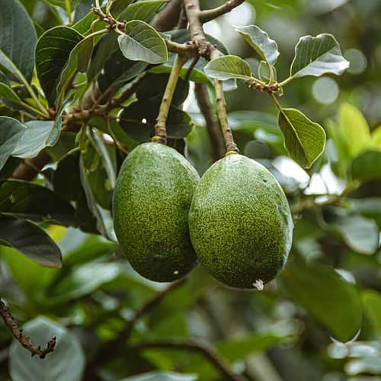 Avocadofruittree