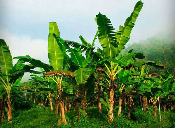 Udanta-banana-plant-tree