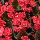 BegoniaPerennialplant