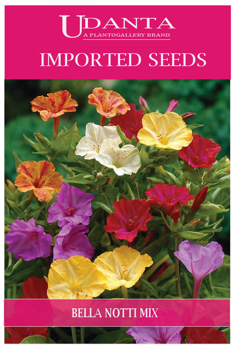 Udanta Imported Flower Seeds - Gulabas Bella Di Notte Flower Seeds For All Season - Qty 5Gm (Mix)
