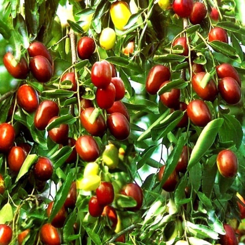 beri-fruit-plant