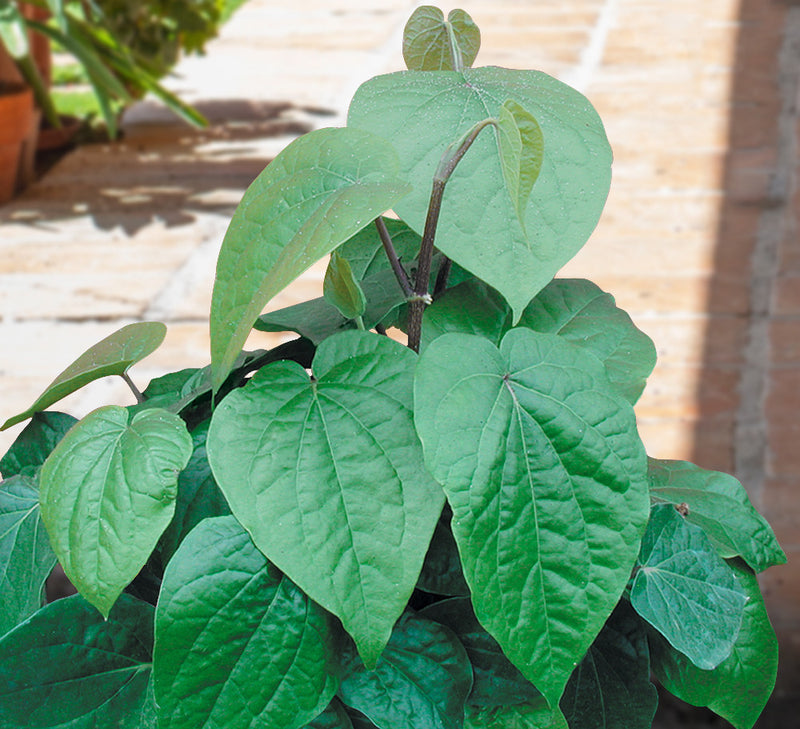 betel-leaf-plant