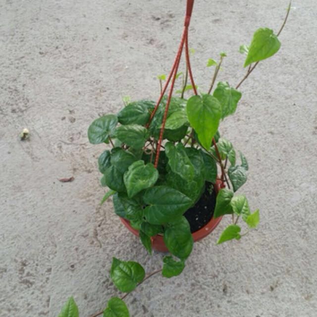 betel-leaf-plant