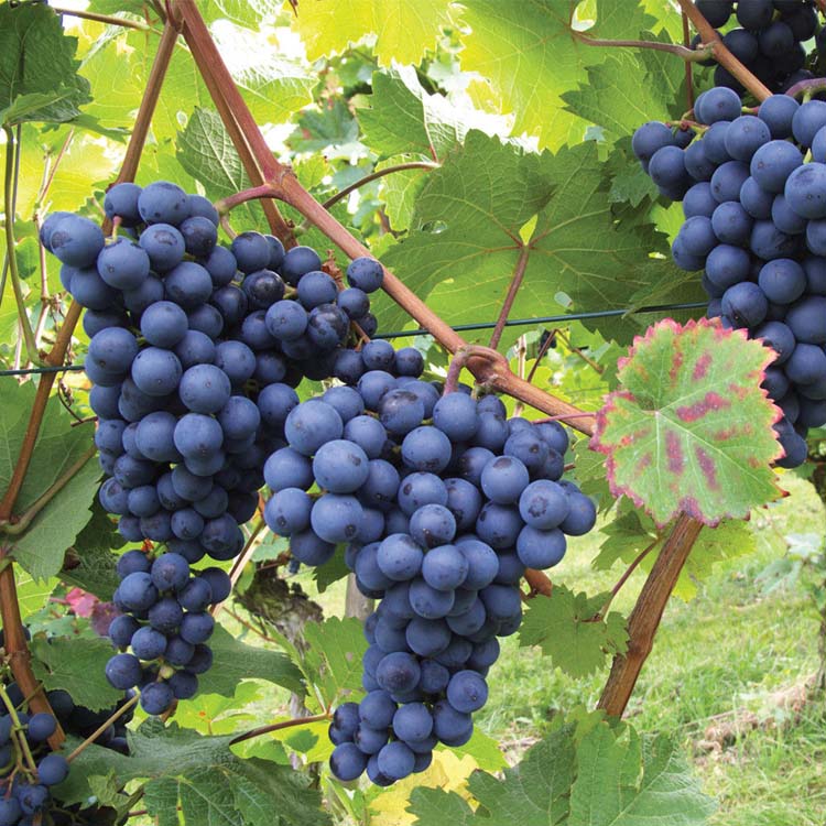 Black grapes fruit