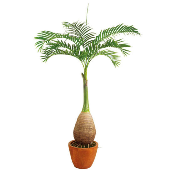 bottle-palm-plant-udanta