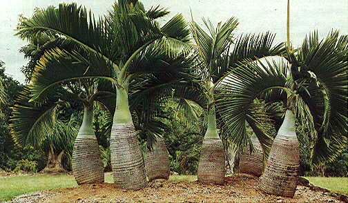 bottle-palm-plant-udanta