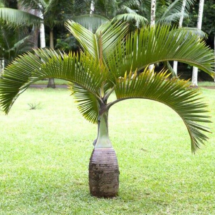 bottle-palm-plant