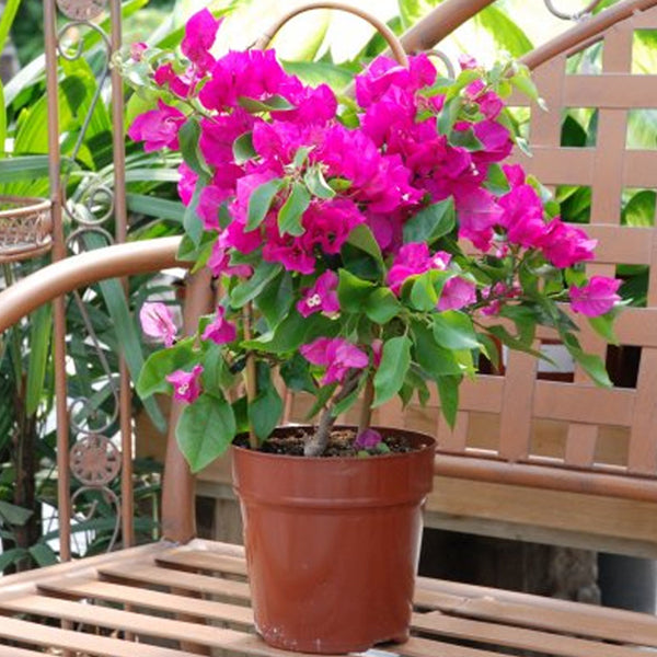 bougainvillea-pink-flower