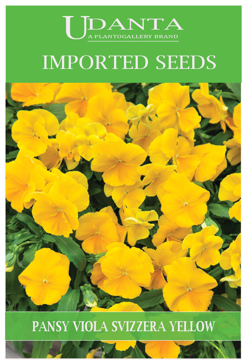 Udanta Imported Flower Seeds - Butterfly Pansy Viola Del Pensiero Giagante Svizzera Flower Seeds - Qty 0.8Gm (Yellow)