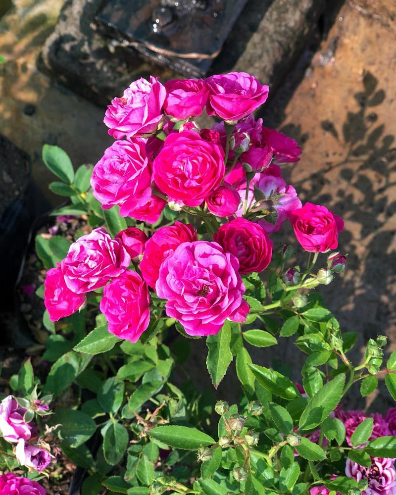 rose-flower-pink
