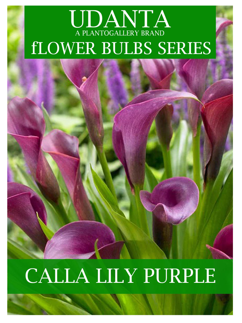 Calla Lily Summer Flower Bulbs Pack Of 2 For Summer Season By Plantogallery