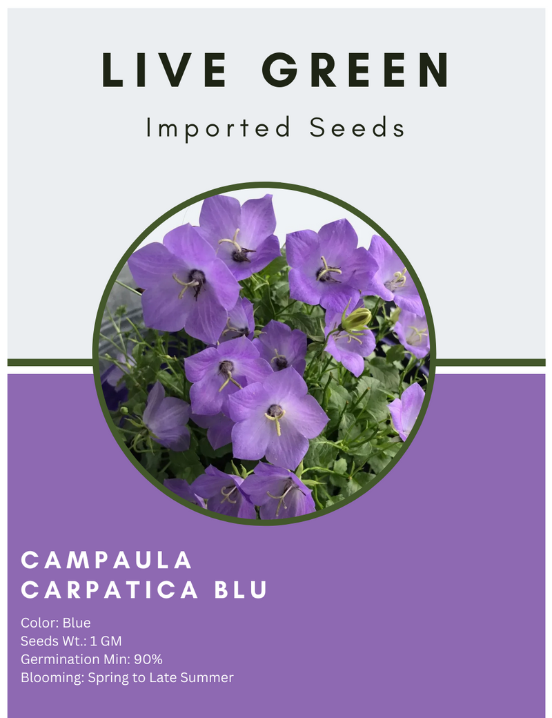 Live Green Imported Seeds - Campanula Carpatica Blue Perennial Flower Seeds - Pack of 1gm Seeds