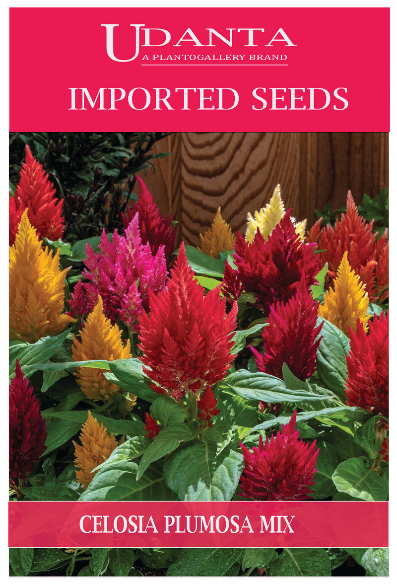 Udanta Imported Flower Seeds - Celosia Plumosa Perennial Flower Seeds - Qty 1.6Gm (Mix)