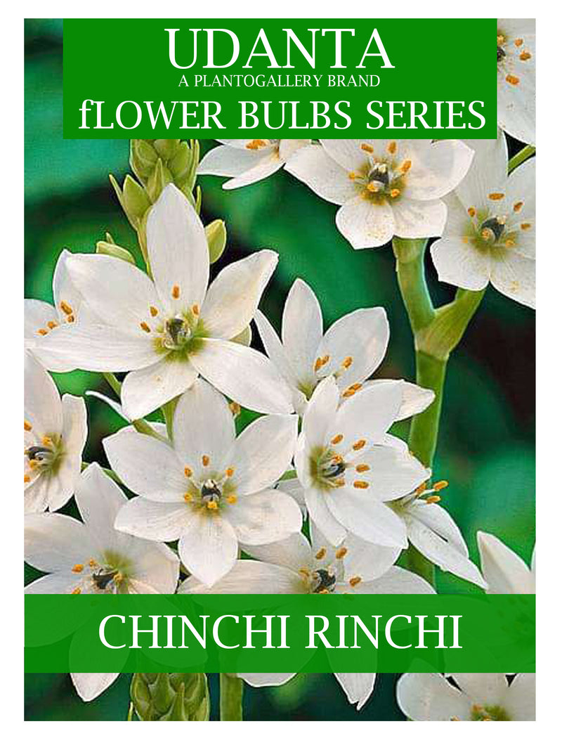 Chincherinchee / Orienthogaulam Pack of 5 Flower Bulbs | Suitable for Indian Climate | Milky White Flower By Plantogallery