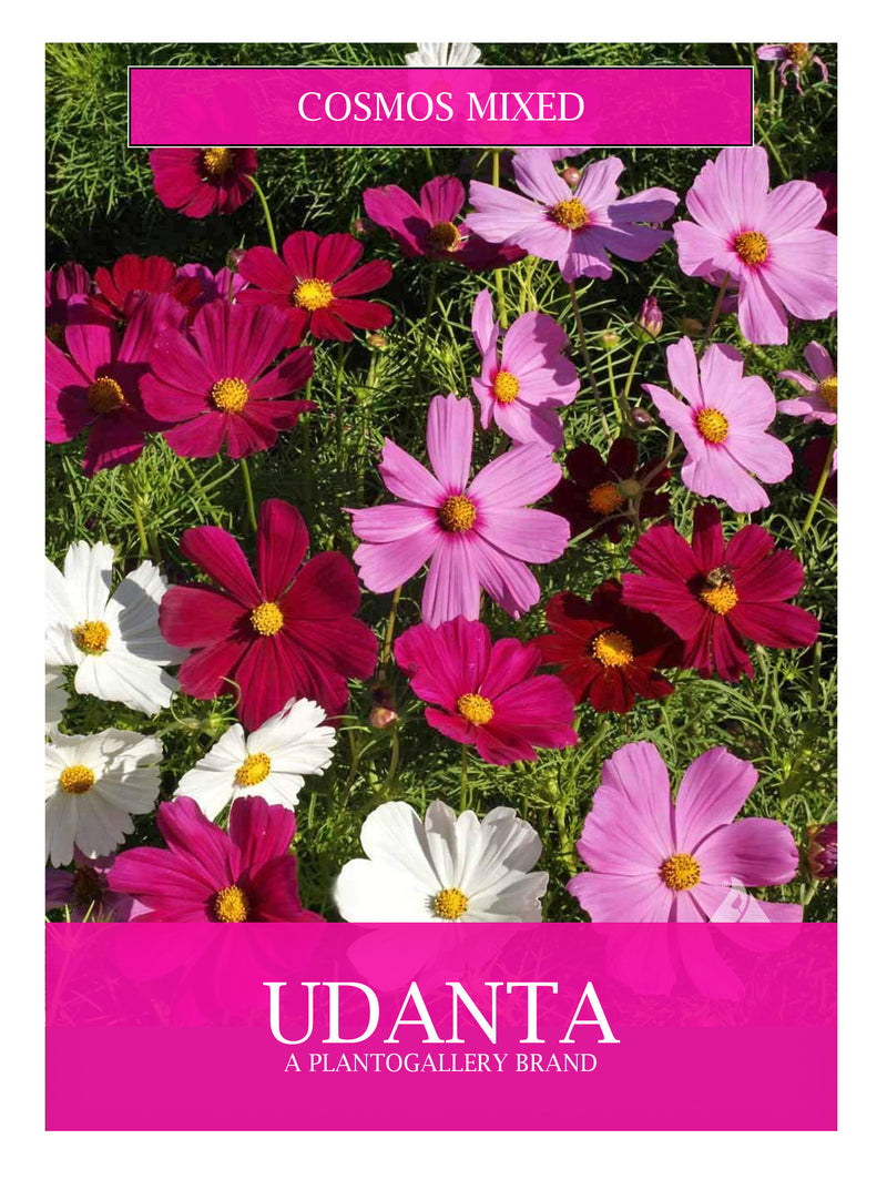 Plantogallery  Cosmos Mixed Hybrid Flower Seeds