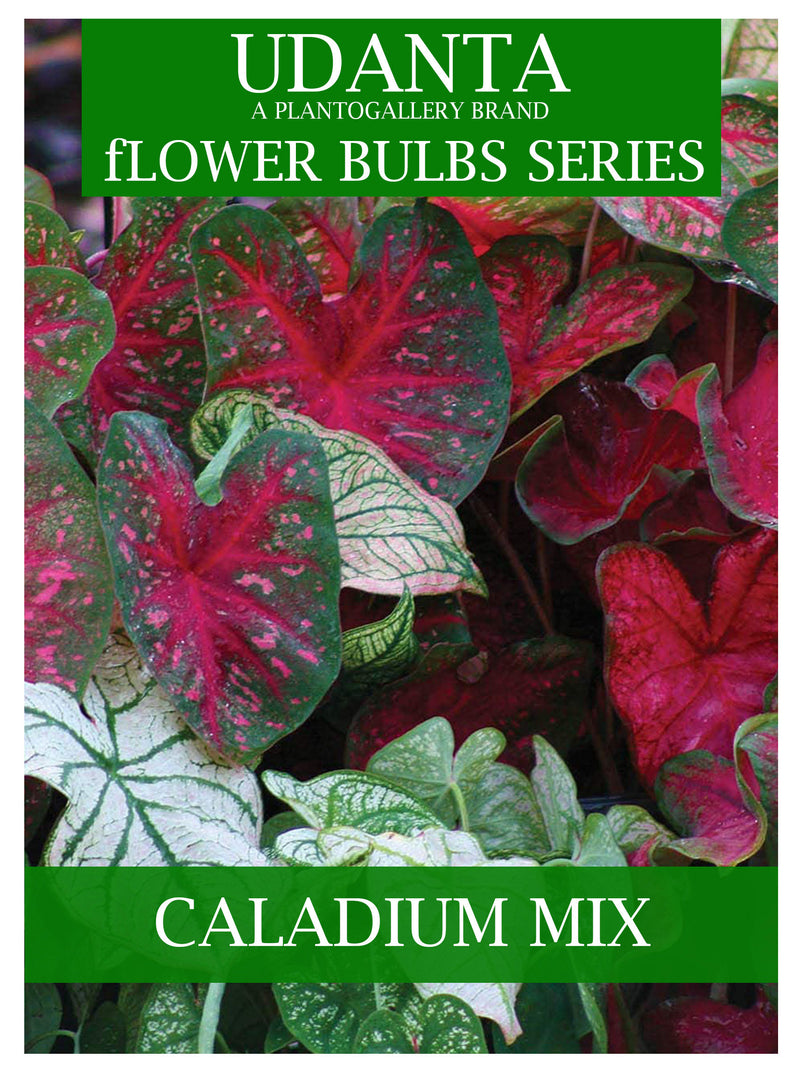 Plantogallery I Caladium Beautiful Multi-coloured Fancy Leaves I Pack of 10