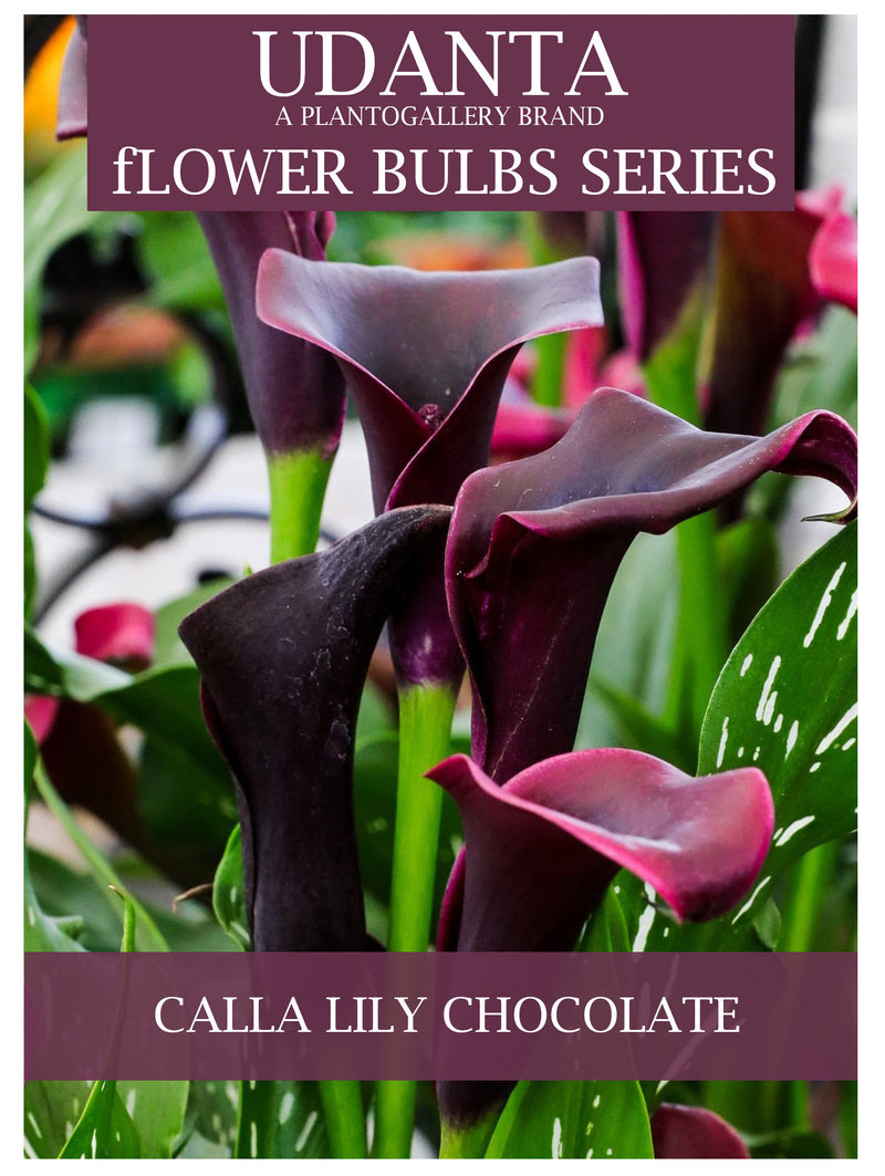 Plantogallery Zantedeschia/Calla Lilly 'Odessa' Exotic Bulbs For Home Gardening - (Chocolate)