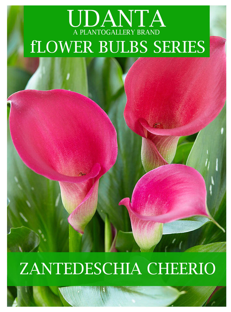 Plantogallery Zantedeschia - Calla Lily Pink Imported Flower Bulbs Pack of 1 Bulbs