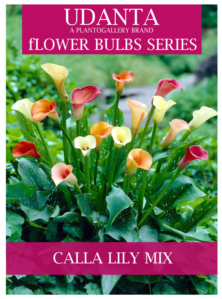 Plantogallery I Calla lily / Zantedeschia | Flower Bulb | 100% Germination | Pack of 5 Bulbs | (Mix)