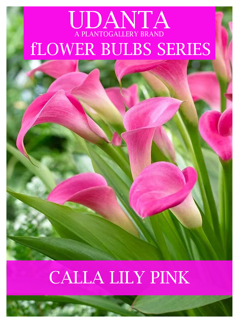 Udanta Calla Lily Flower Bulbs For Home Gardening - Pack Of 5 Bulbs (Pink)