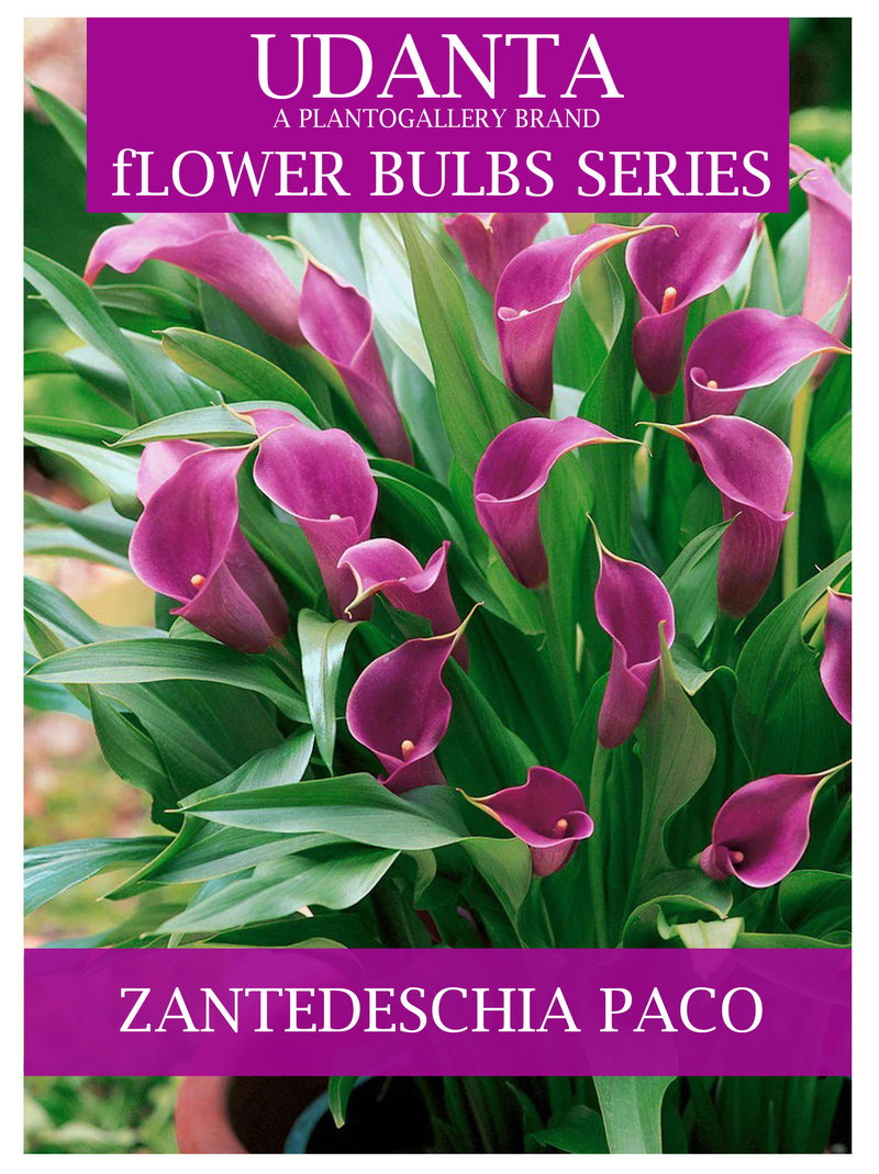 Plantogallery Zantedeschia - Calla Lily Purple Imported Flower Bulbs Pack of 1 Bulbs
