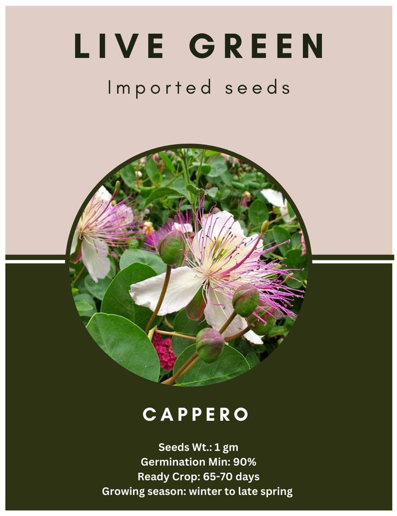 Live Green Imported Seeds - Cappero Capers Flower Exotic Herb Seeds for Gardening - Pack of 1gm Seeds